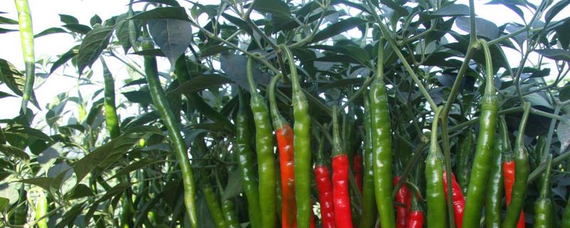 辣椒移栽后如何追肥，生长期长需肥量大