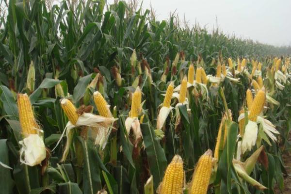 登海3737玉米种简介，亩产约在570至680公斤左右