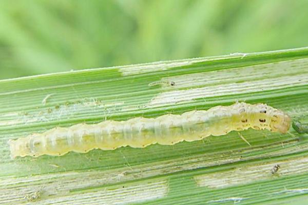 稻纵卷叶螟是什么，一种水稻害虫严重影响产量