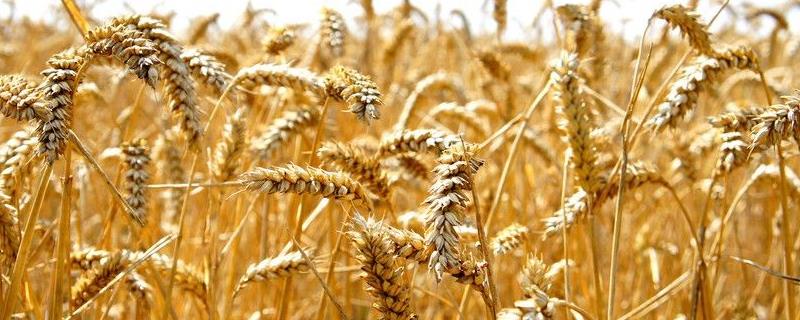 新麦208小麦品种简介，属中早熟品种