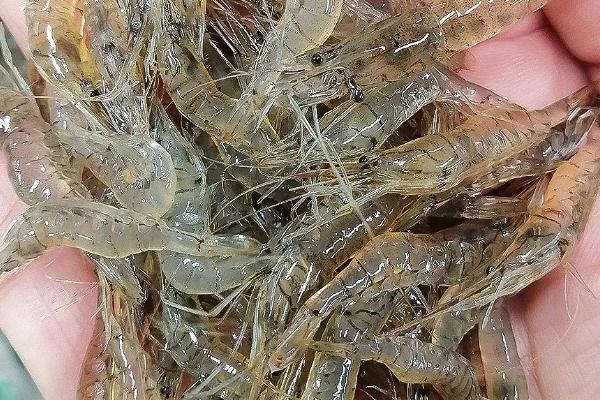 河虾的价格，平常吃的多为日本沼虾