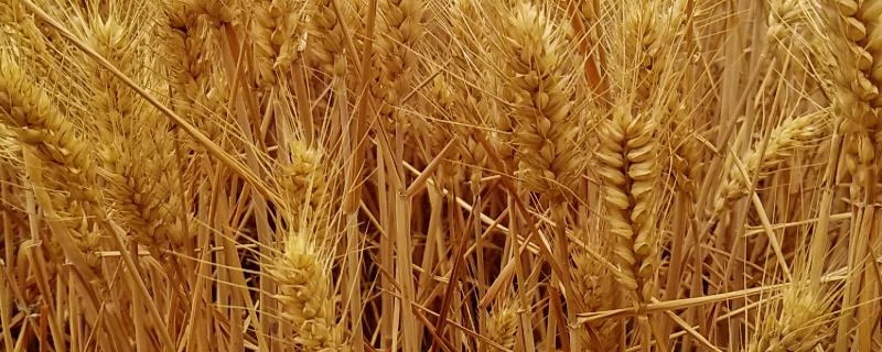 如何预防小麦倒伏，倒伏会直接影响产量