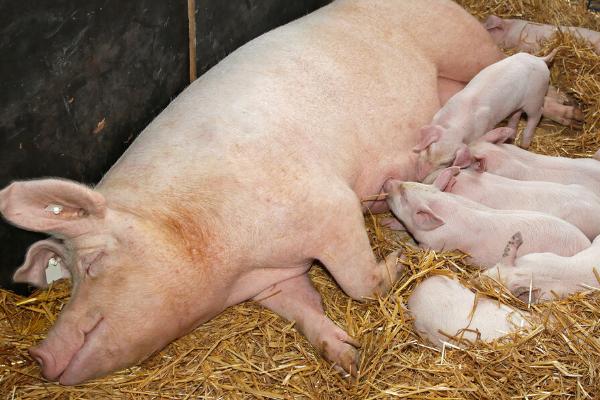 小猪一直不进产道怎么处理，多由于母猪产力不足导致