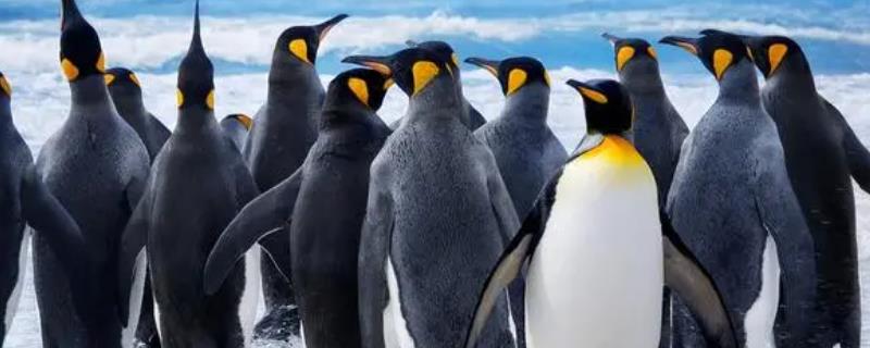 现存企鹅有多少种，都生活在南半球