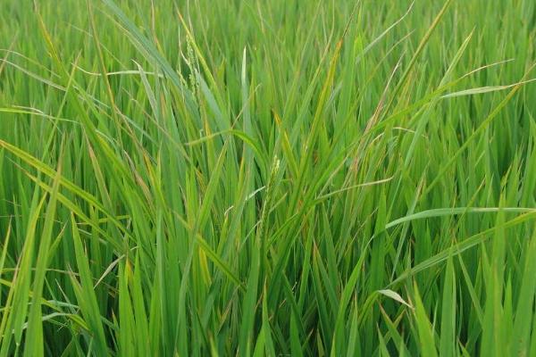 水稻恶苗病的症状及防治方法，带病种子和土壤病害传播为主要原因