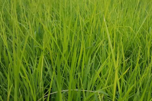 水稻恶苗病的症状及防治方法，带病种子和土壤病害传播为主要原因