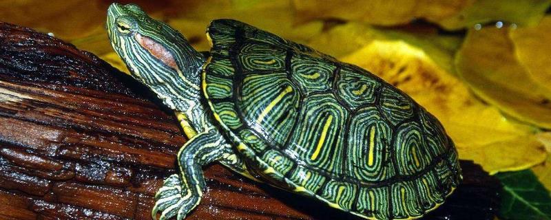 巴西龟会不会冬眠，冬眠前会摄取大量的食物