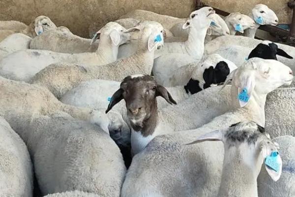 羊一般能活几年，养殖管理方式和食物都会影响其寿命