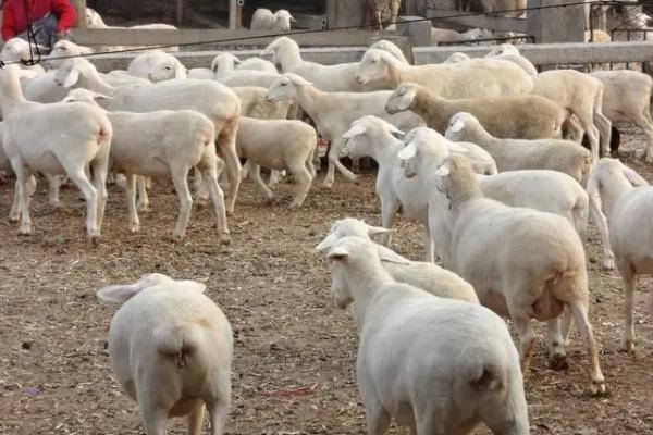 羊一般能活几年，养殖管理方式和食物都会影响其寿命