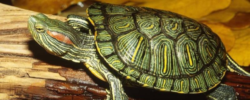 养巴西龟的适合温度，不能高于40度