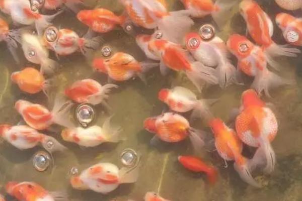 金鱼未繁殖是什么原因，看看是否有异性鱼