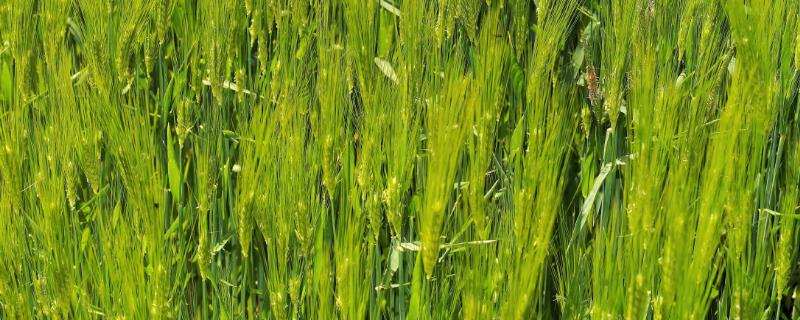 大麦施肥方法，掌握好需肥规律