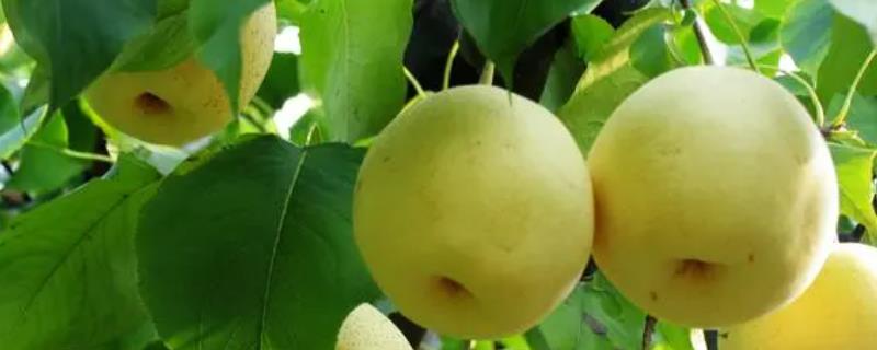 鸭梨结果枝组的培养方法，有利于提高产量