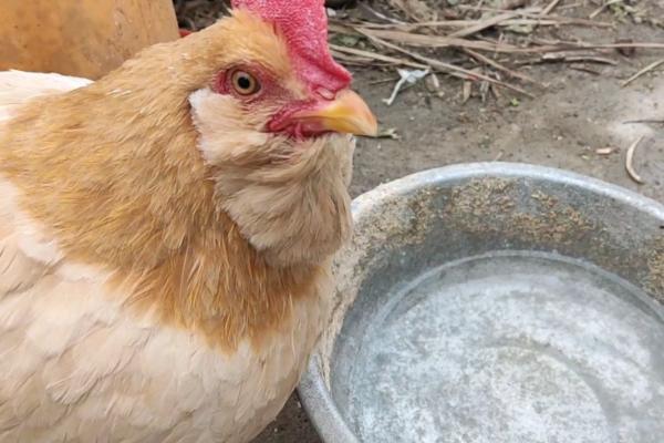 为什么养鸡要给鸡吃盐，补充氯和钠防啄毛