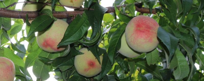 桃树谢花后的管理办法，坐果肥至关重要
