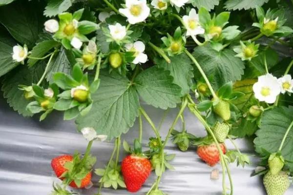 草莓开花到结果成熟要多久