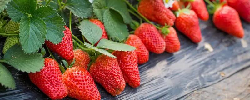 草莓开花到结果成熟要多久