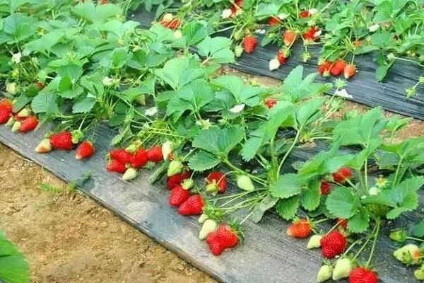 四季草莓苗一年四季都结果吗