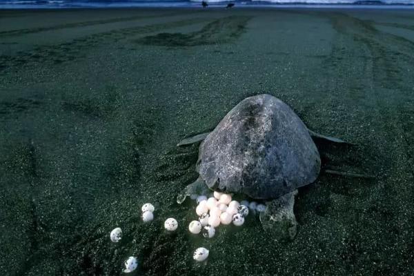 海龟为什么会挖坑下蛋，繁殖季节会长途旅行