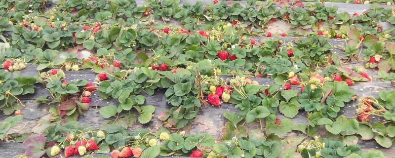 草莓一年结几次果