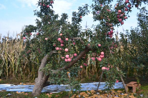 苹果树秋季什么时候施肥，9月中旬至10月下旬越早越好