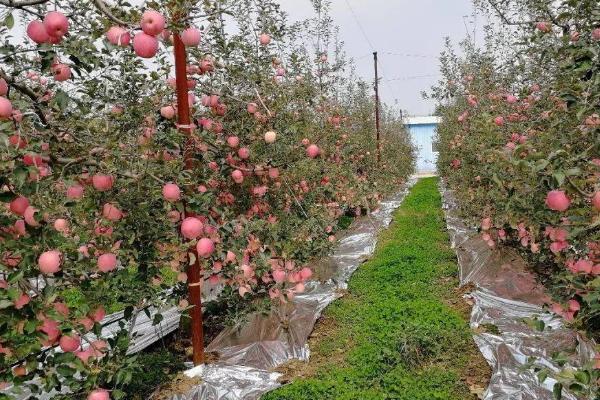 苹果树秋季什么时候施肥，9月中旬至10月下旬越早越好