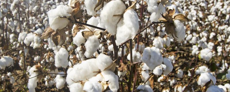 棉花如何喷施叶面肥，不同类型的肥用量用法均不同