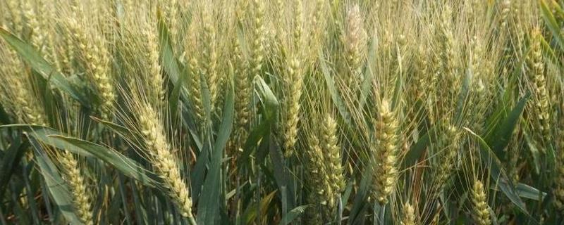 春小麦的高产丰收如何实现，做到两足一早、两浅一密