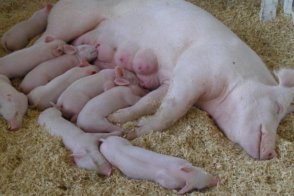三元母猪一窝几头猪仔，怀孕后需单独饲养