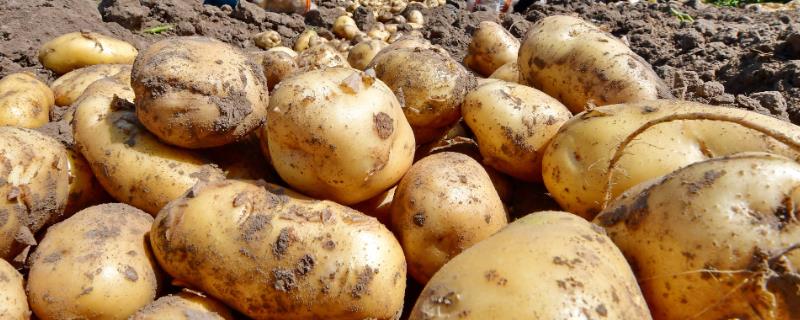 马铃薯测土配方栽培技术，是山区的主要农作物