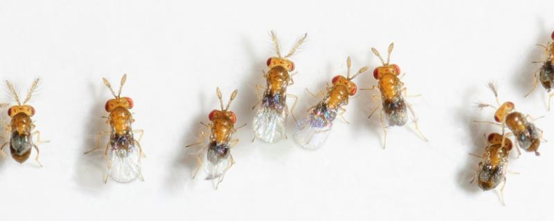 赤眼蜂如何防治玉米螟，是应用简便的科学防治技术