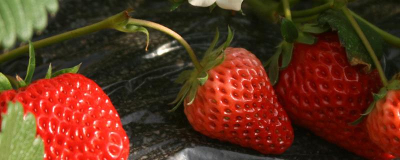 露天草莓的种植时间，草莓根不可露出土壤表面