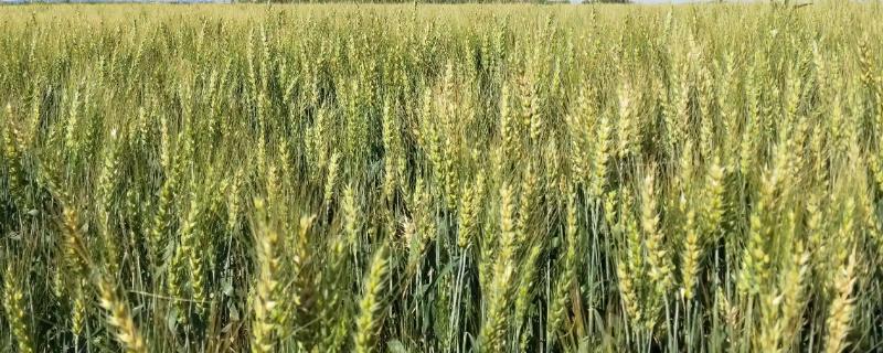 小麦如何施叶面肥，喷后遇雨要考虑重喷