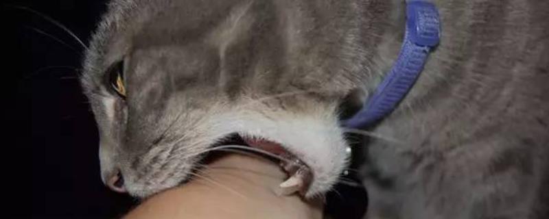 被猫咬伤出血超过24小时是否要打针，需要立即打疫苗