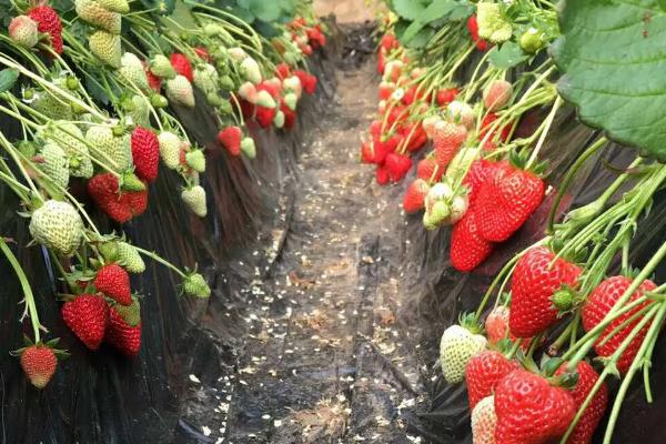 夏天草莓需要遮阴吗，过度遮阴也会导致生长不良
