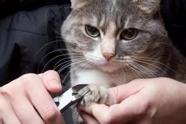 给猫剪指甲流血了怎么办，根据剪伤的程度决定