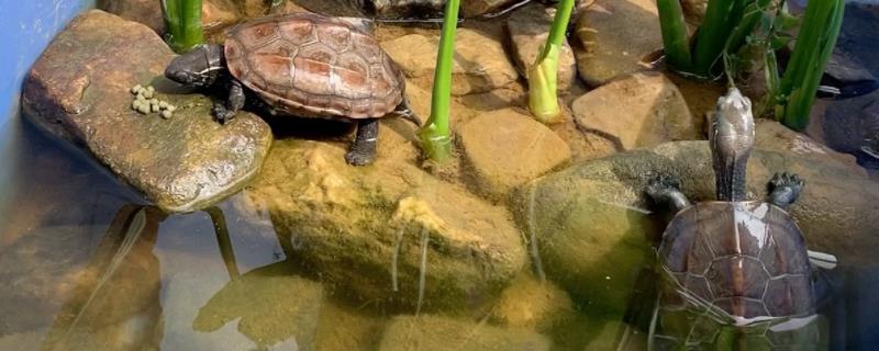 龟缸水很清但有泡沫如何处理，注意换水