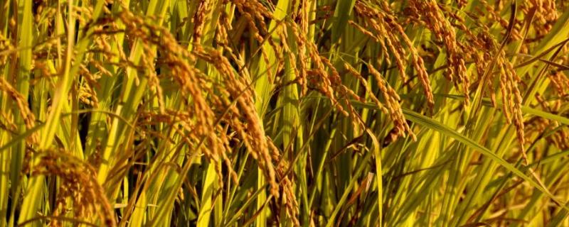 早优26水稻种子介绍，早籼常规水稻品种