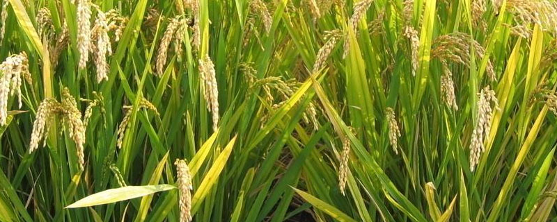 华元优3636水稻种简介，秧田播种量每亩10千克
