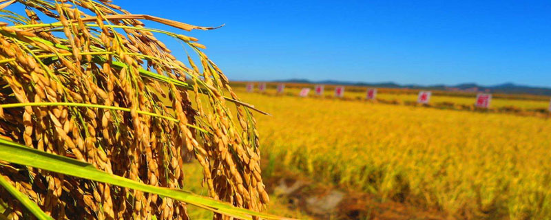 鸿邦两优165水稻种子简介，每亩有效穗数18.3万穗