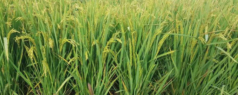 永芳优马华粘水稻种子介绍，一般5月下旬播种