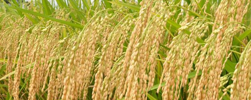 福泰优701水稻品种简介，秧田播种量每亩15千克左右