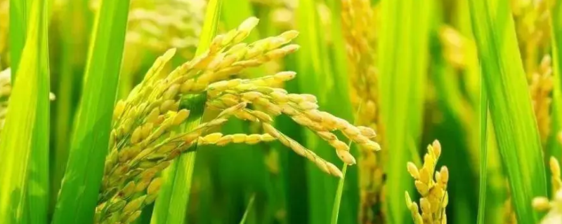 五优珍丝苗水稻品种简介，全生育期129.3天