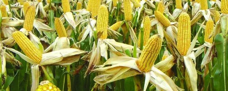 宇丰189玉米品种简介，亩播种量5千克左右