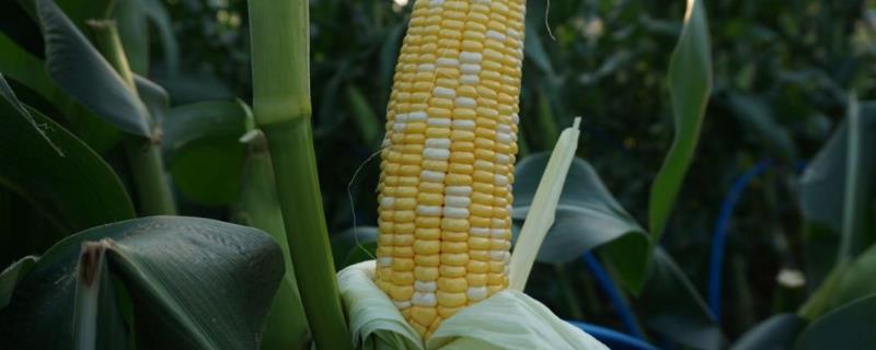 隆平159玉米品种的特性，防治地老虎