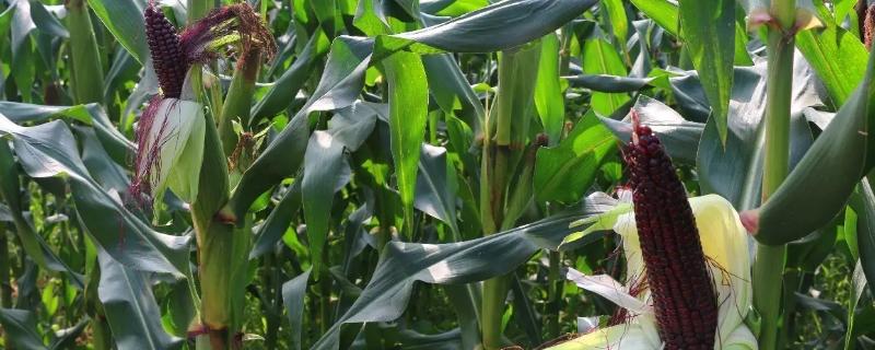 荃超201玉米种子介绍，普通夏玉米品种