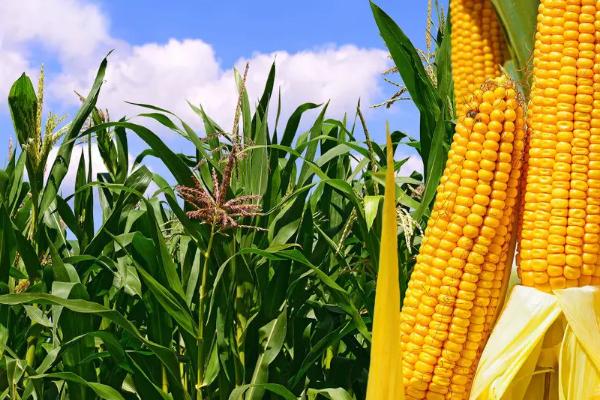 农本323玉米品种的特性，注意防治纹枯病等