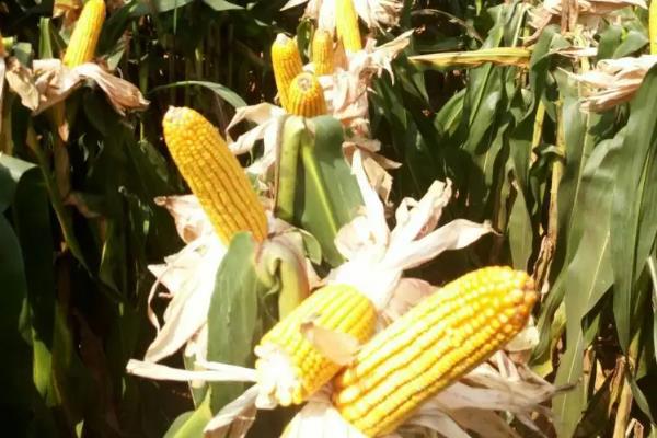 农本323玉米品种的特性，注意防治纹枯病等