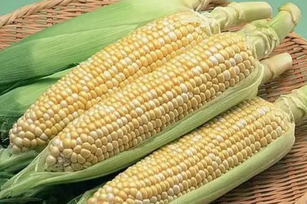 硕玉365玉米种子特点，大喇叭口期防治玉米螟