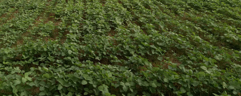 淮江1号大豆种子特征特性，每亩播种量5.0千克